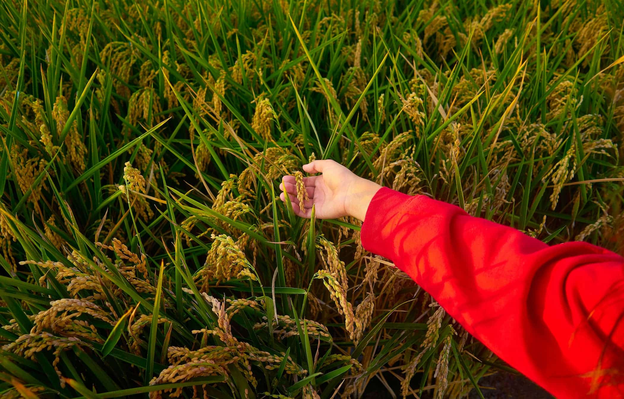 Mano tocando espigas de arroz casi maduras