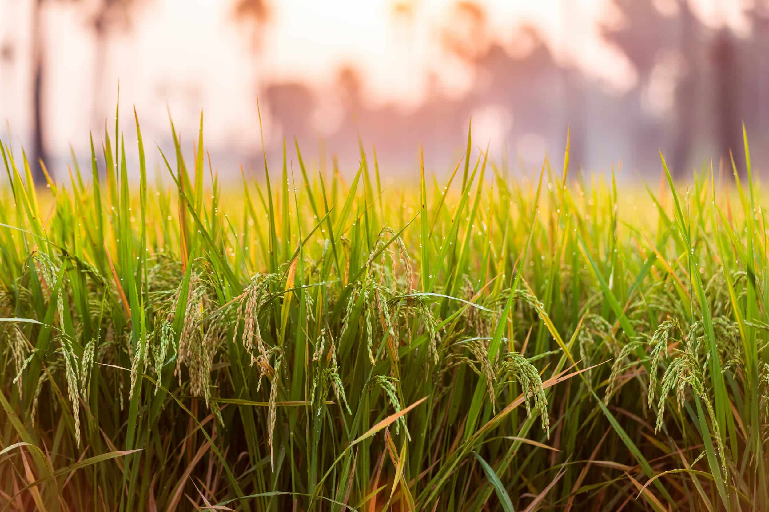Espigas de arroz en campo casi maduras